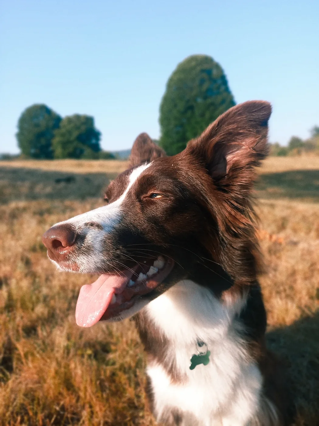 Border collie stojący na łące